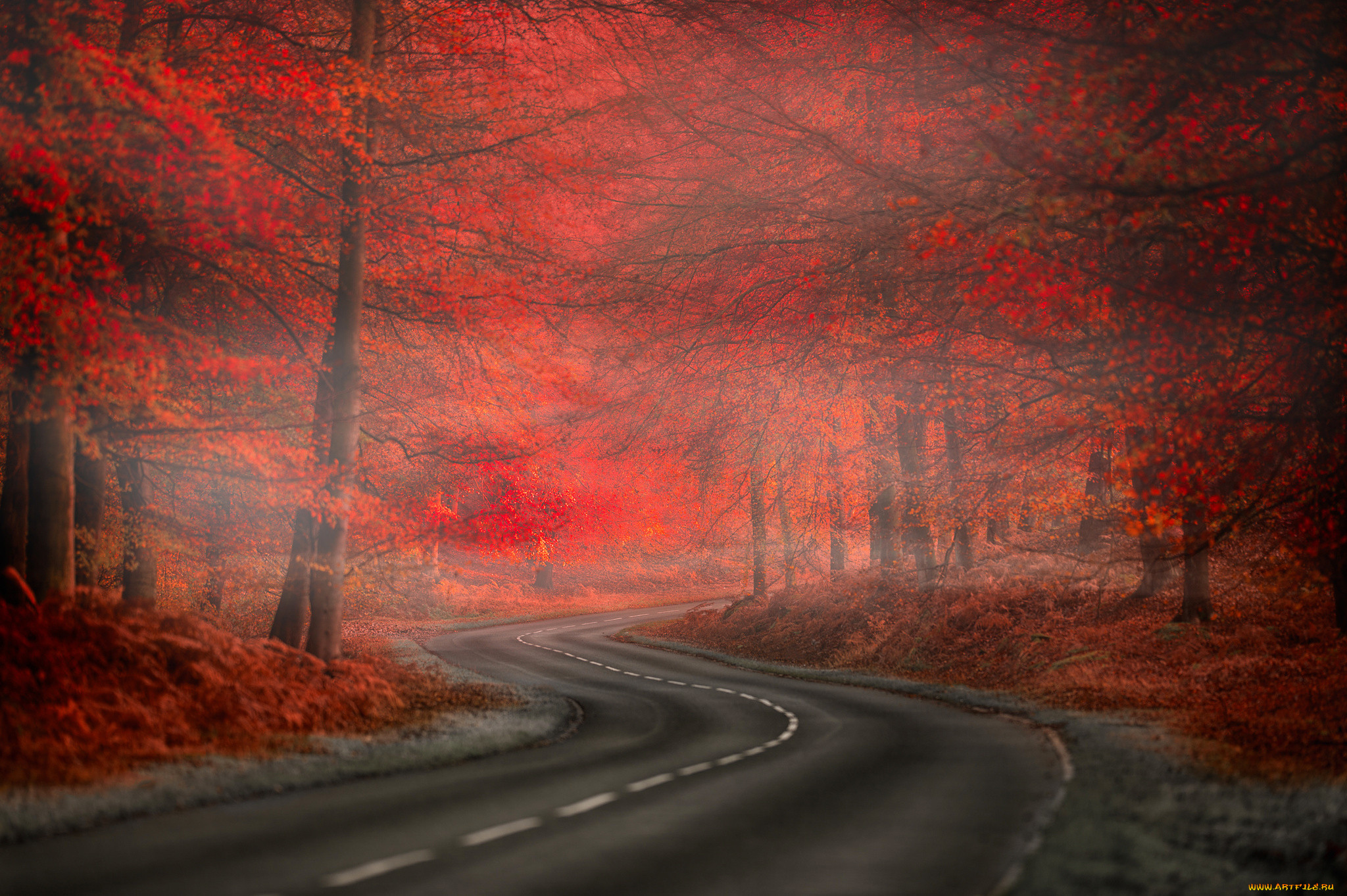 , , fog, road, forest, red, , , beauty, nature, leaves, , 
